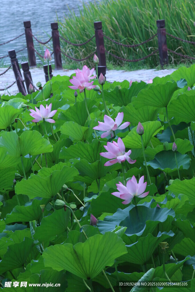 荷花荷叶  