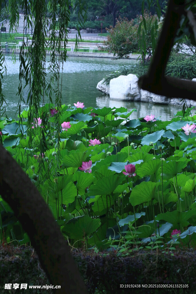 荷花荷叶 