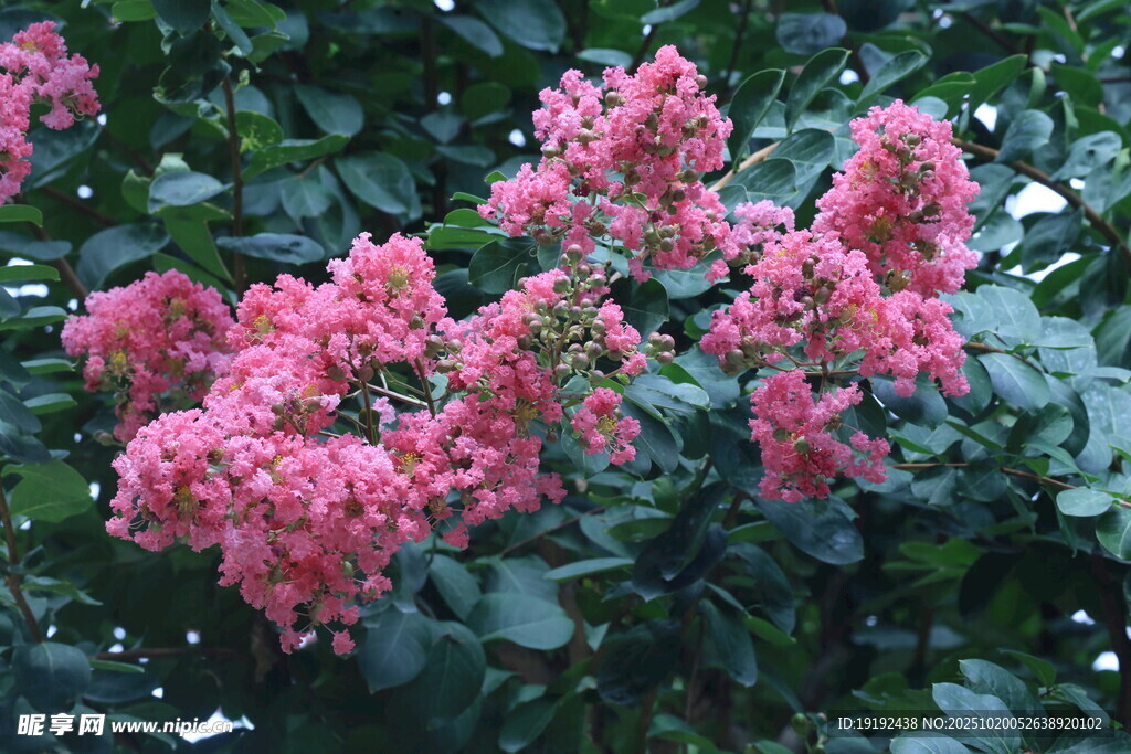 紫薇花  