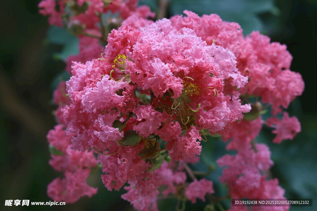 紫薇花 