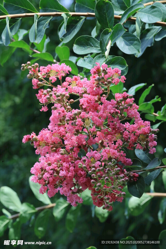紫薇花  