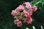 紫薇花 