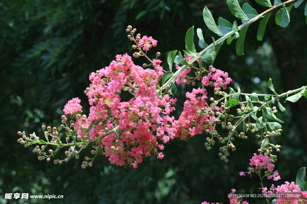 紫薇花 