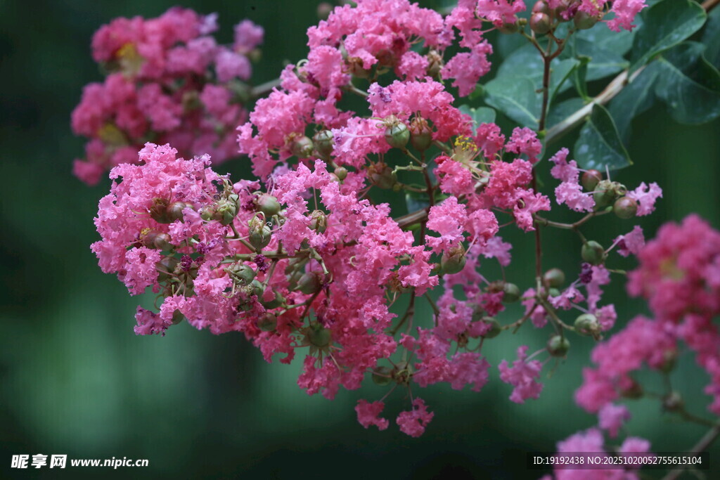 紫薇花  