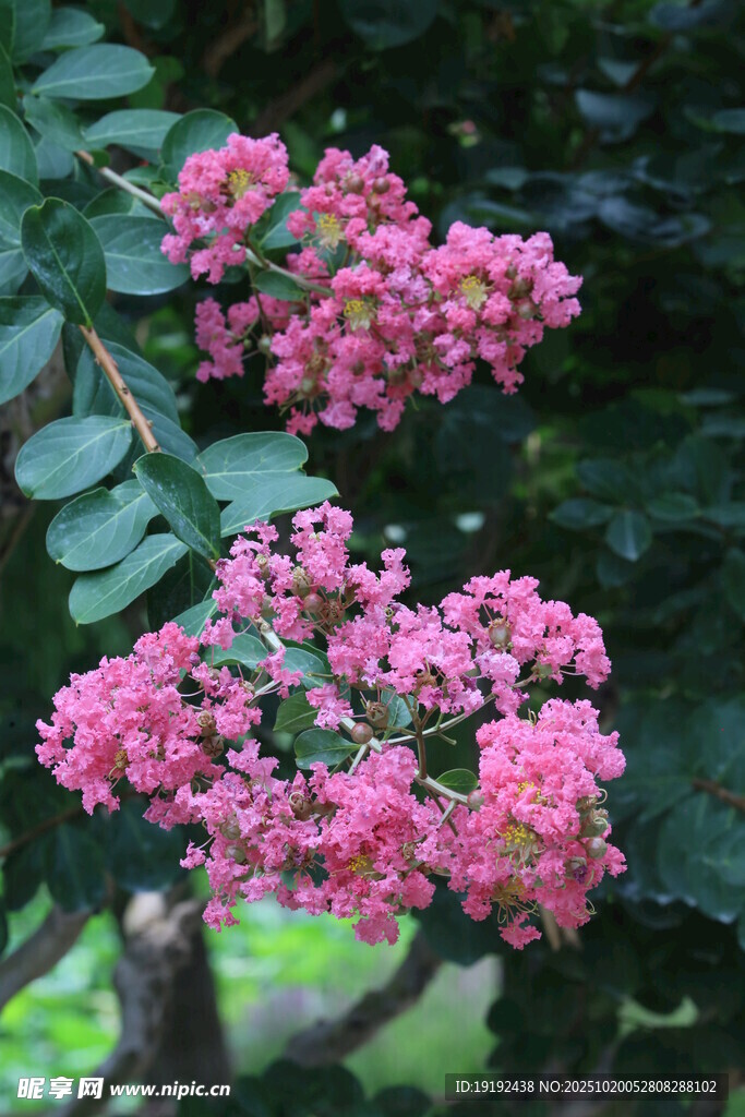 紫薇花 