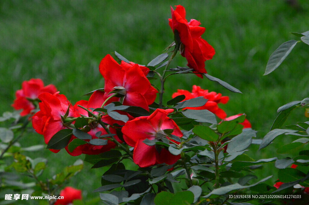 月季花  