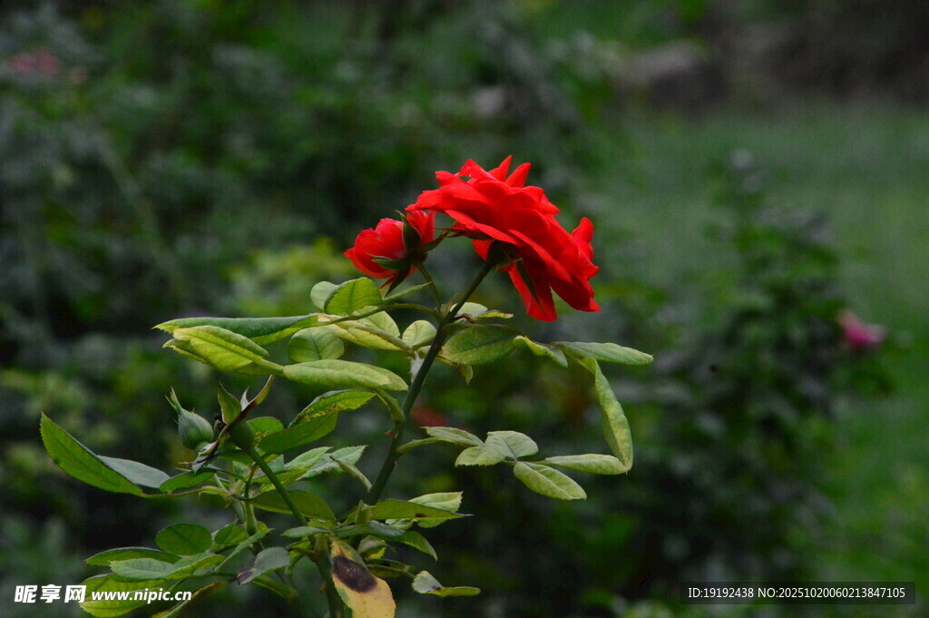 月季花  