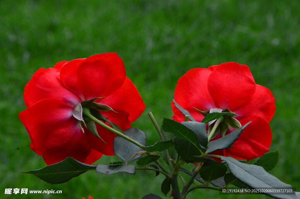 月季花  