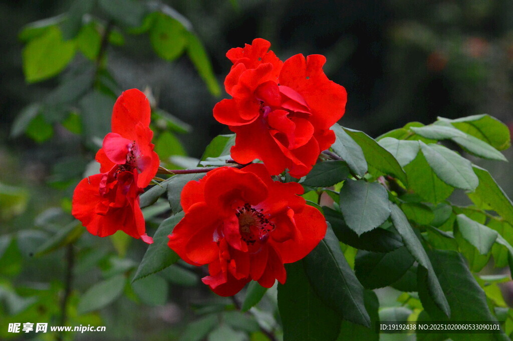月季花 
