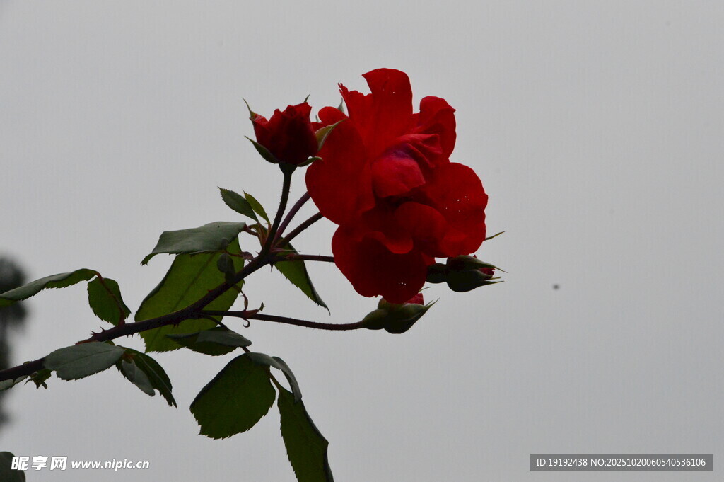 月季花  