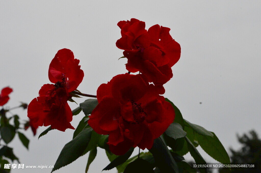 月季花  