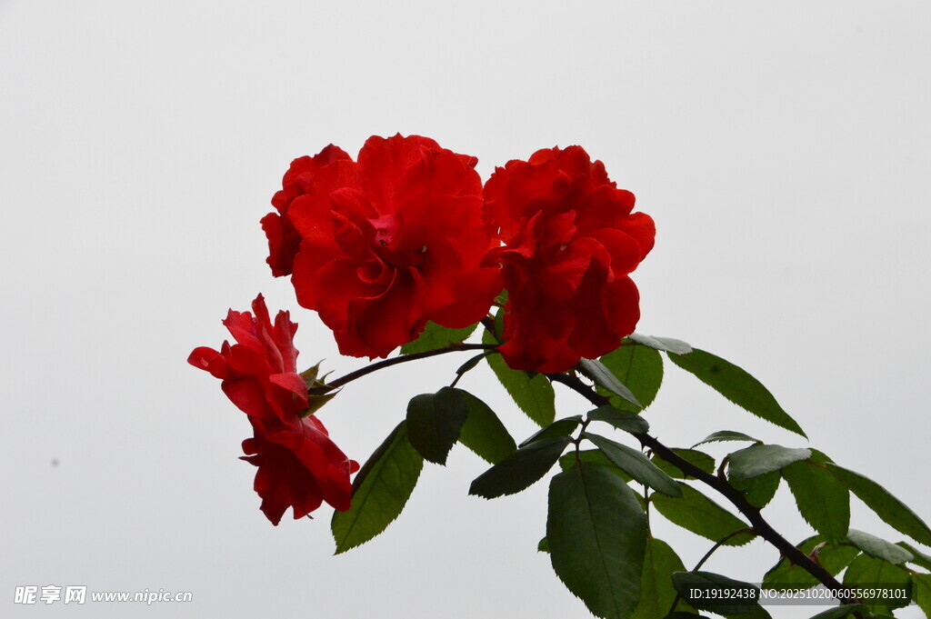 月季花 