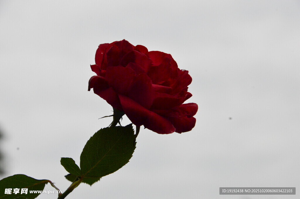 月季花 
