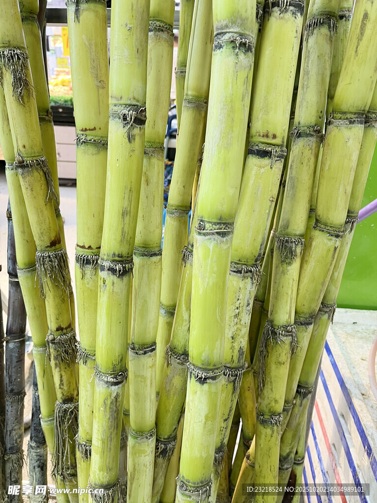 甘蔗