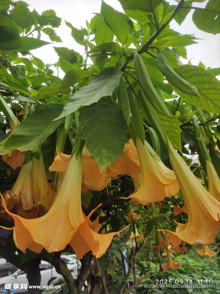 金黄曼陀罗花垂挂枝头