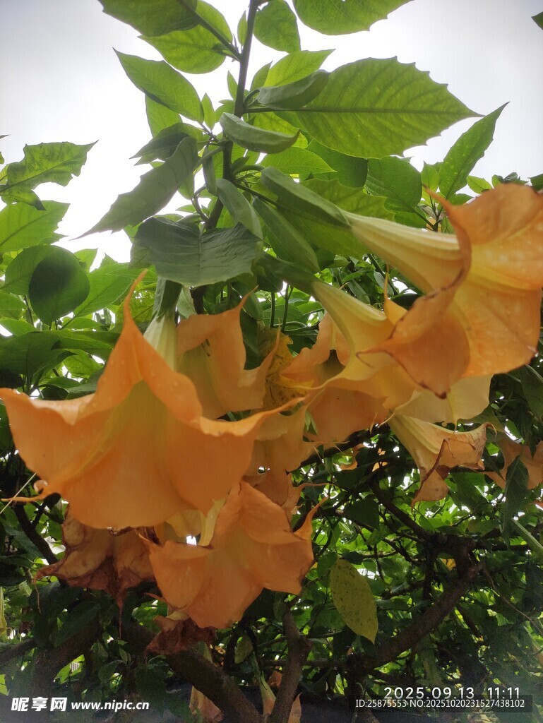 橙色凌霄花绽放枝头