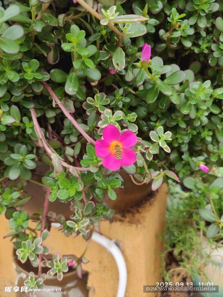 花盆中绽放的娇艳粉色小花