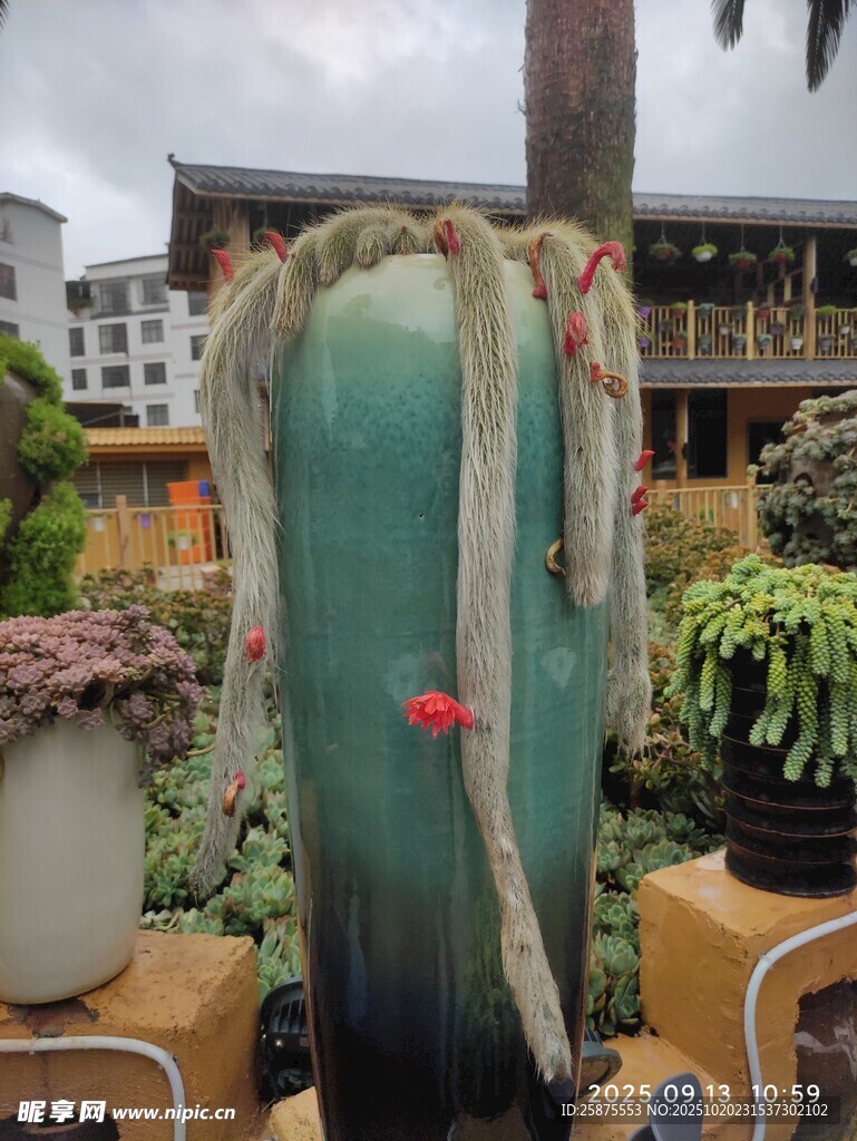 独特造型的绿植盆栽