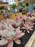 粉嫩多肉植物盆栽展示