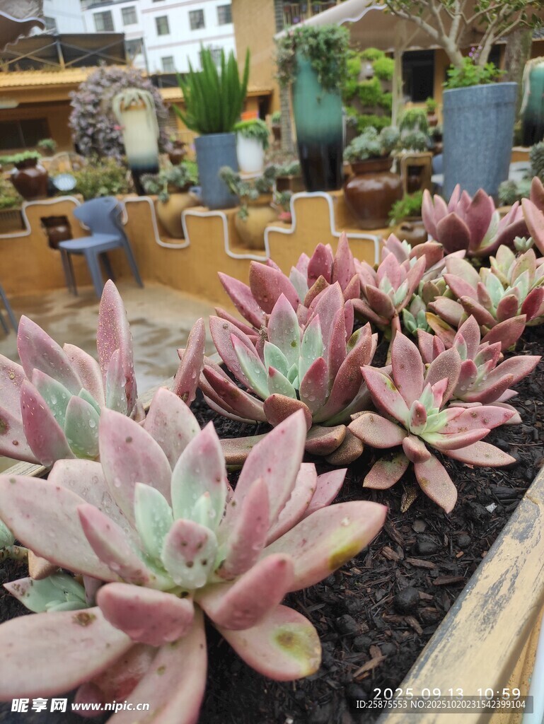 粉嫩多肉植物盆栽展示