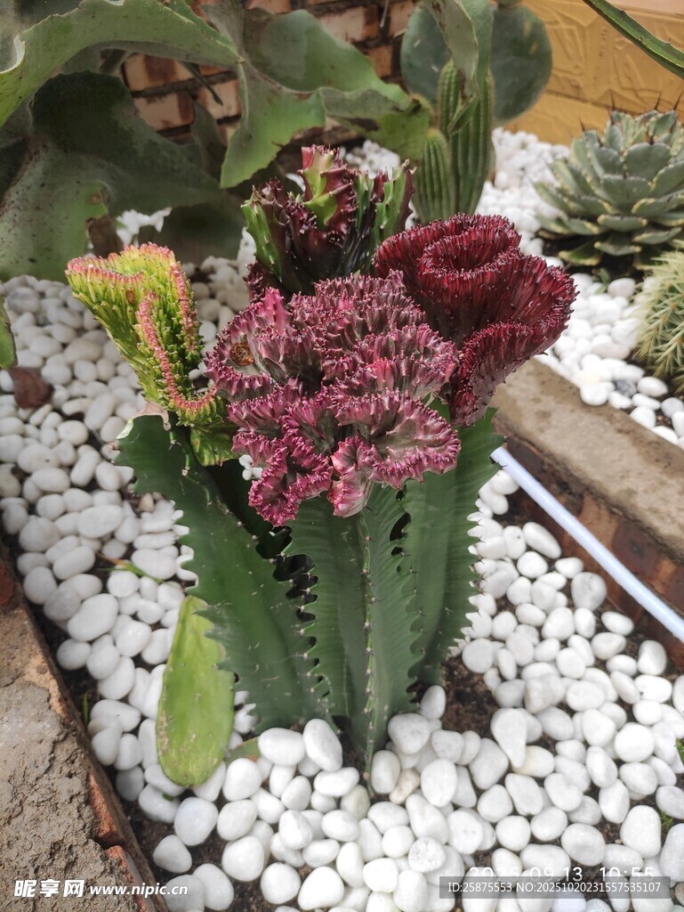 多彩多肉植物景观