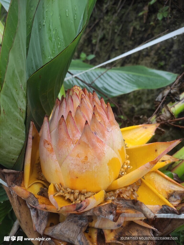 地涌金莲特写