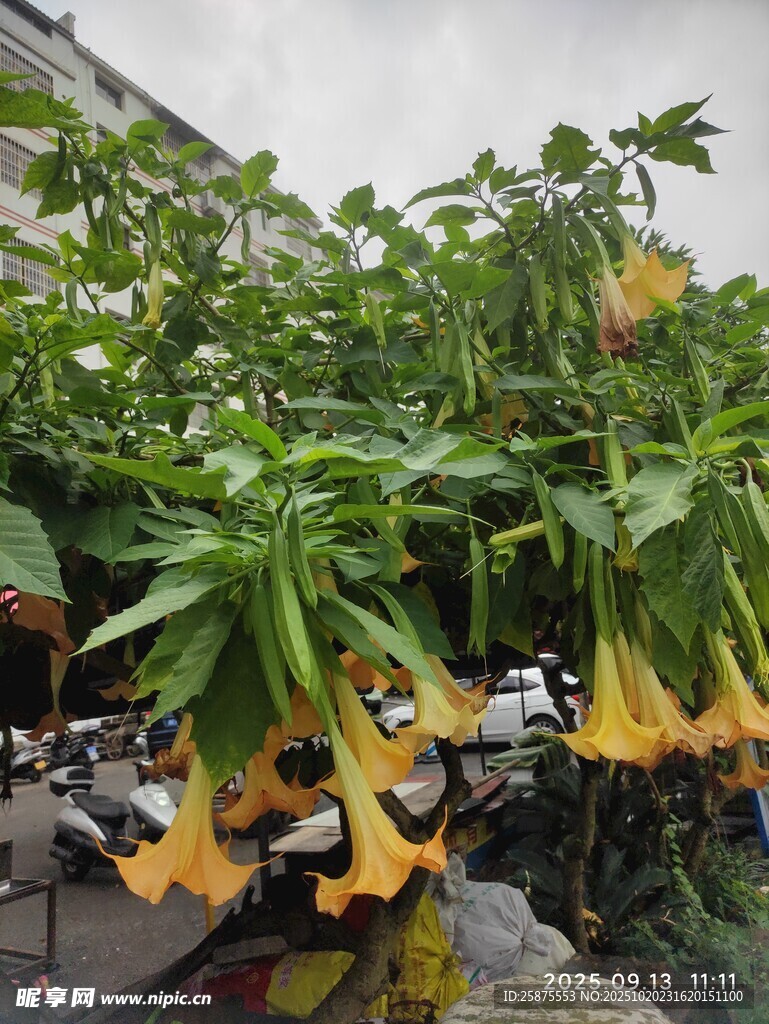 垂吊曼陀罗花绽放美景