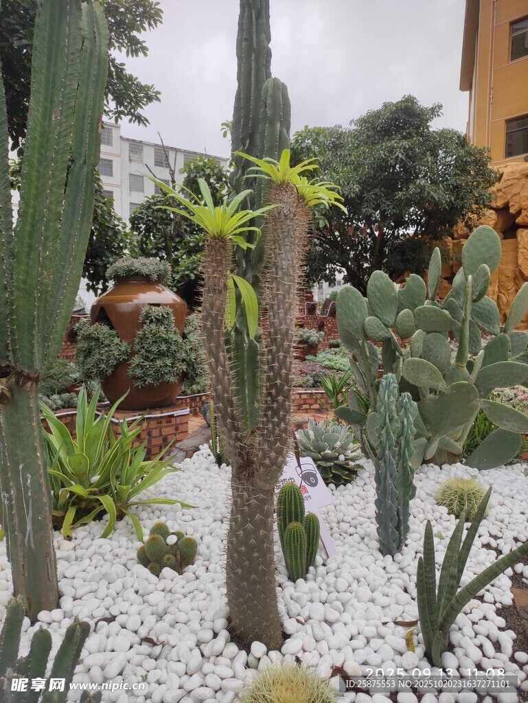 多彩仙人掌植物景观