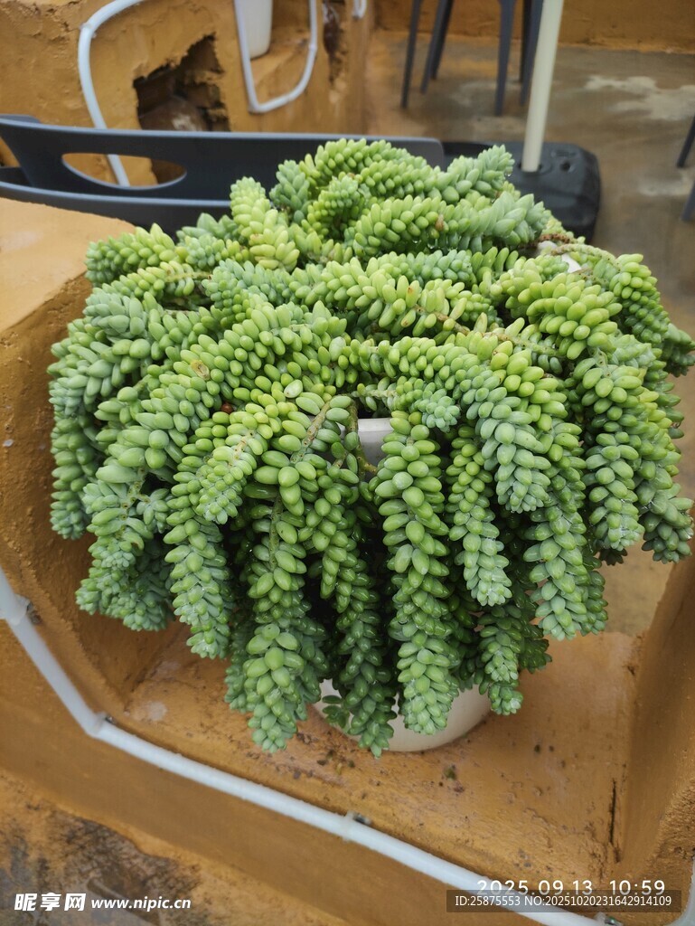 翠绿多肉植物盆栽特写
