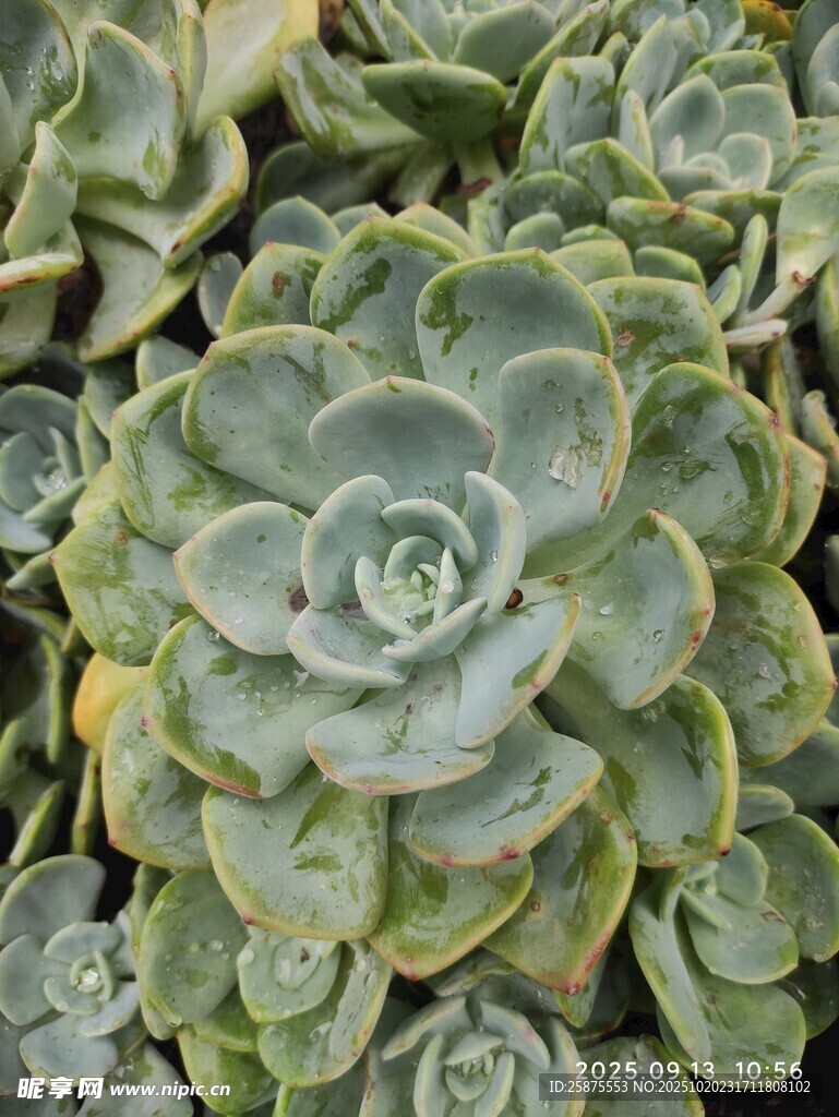 多肉植物特写