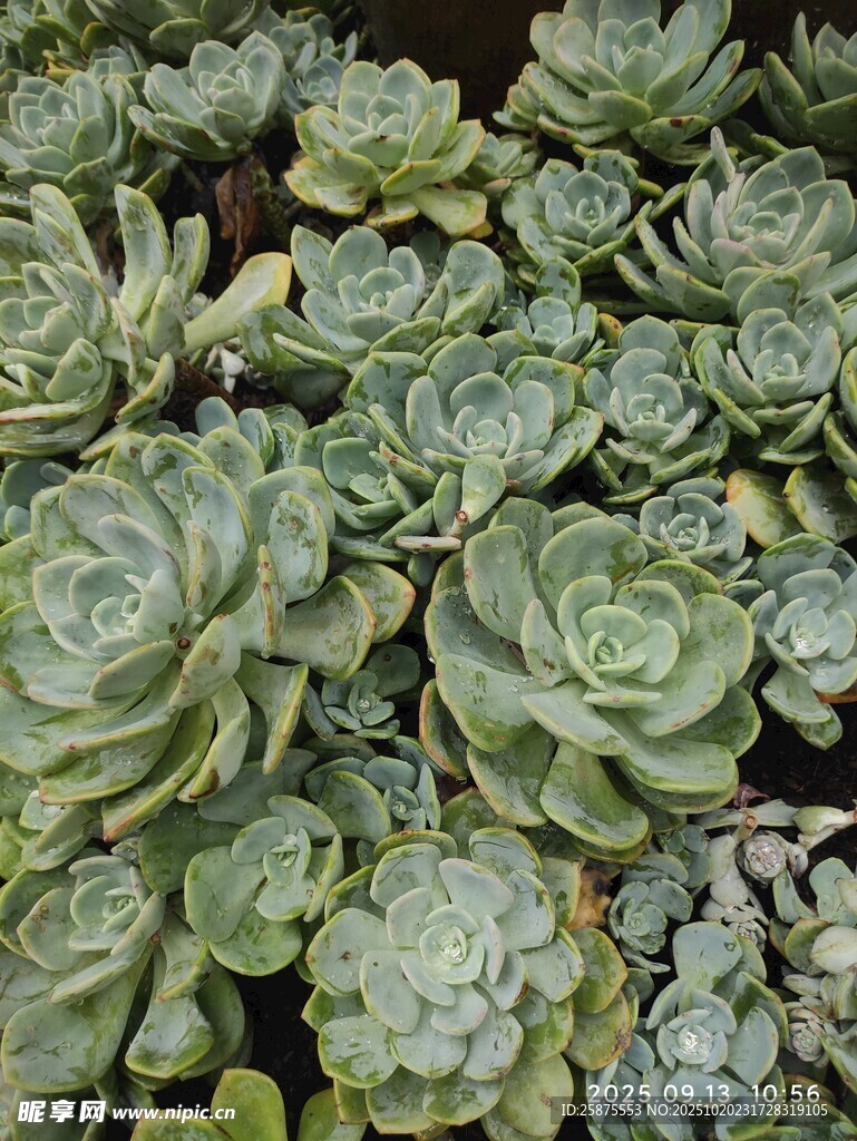 密集排列的可爱多肉植物