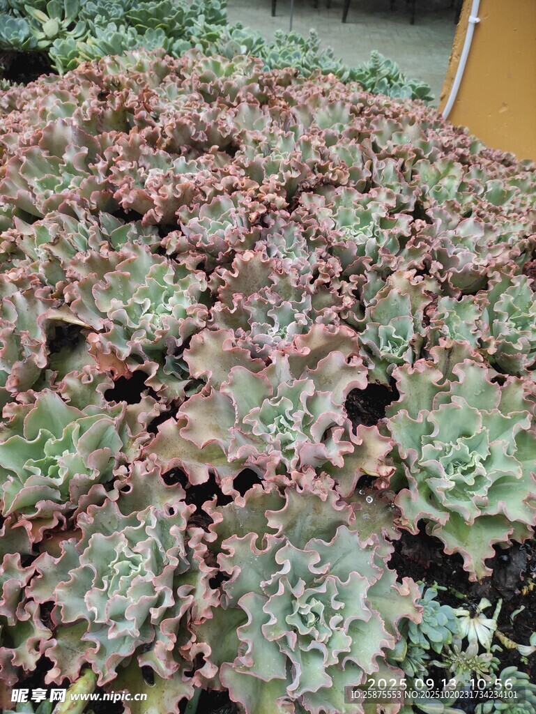 多彩多肉植物群