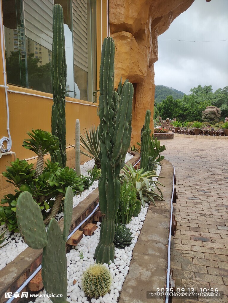庭院中的多样仙人掌景观