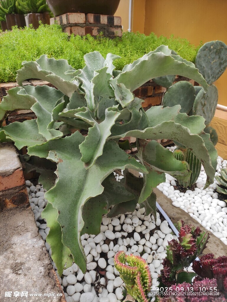 庭院中的独特多肉植物