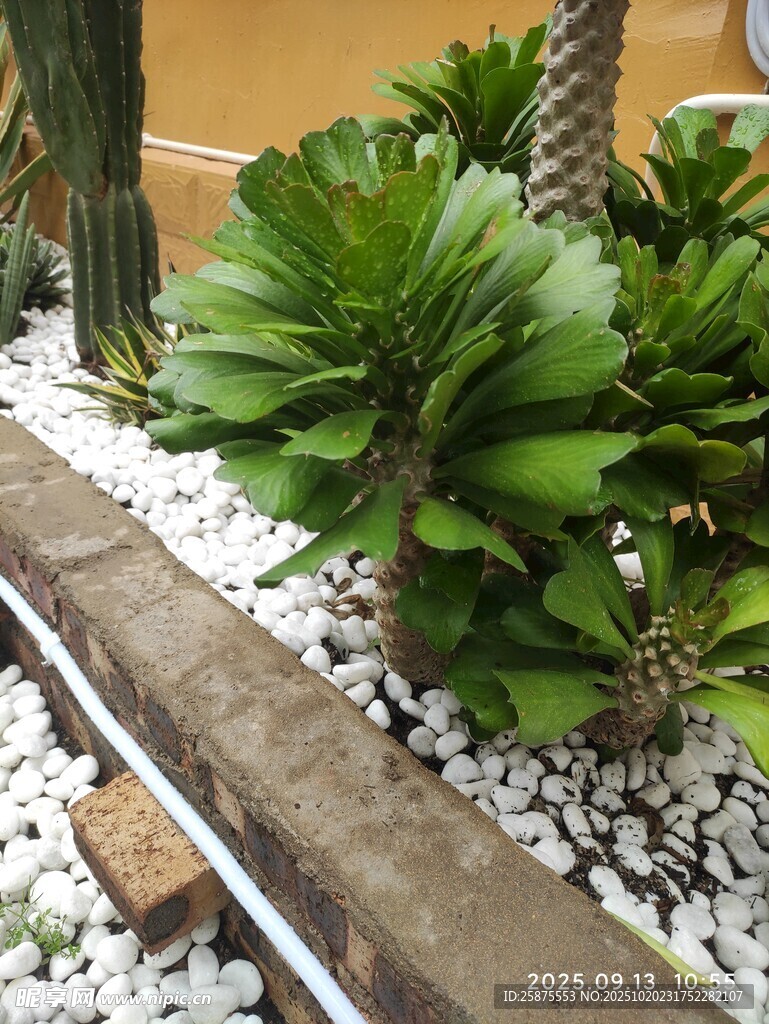 精致多肉植物景观布置