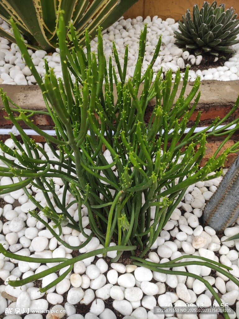 石间绿植清新自然景致