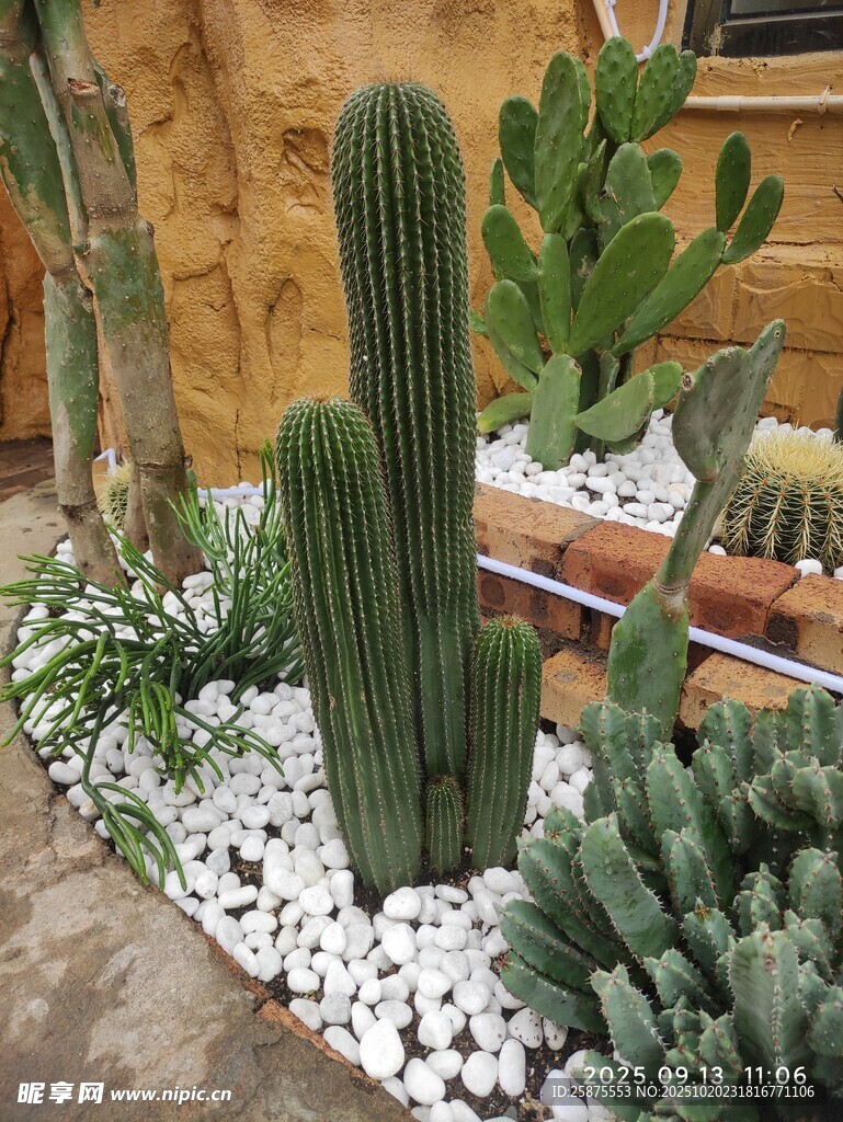 室内仙人掌绿植景观