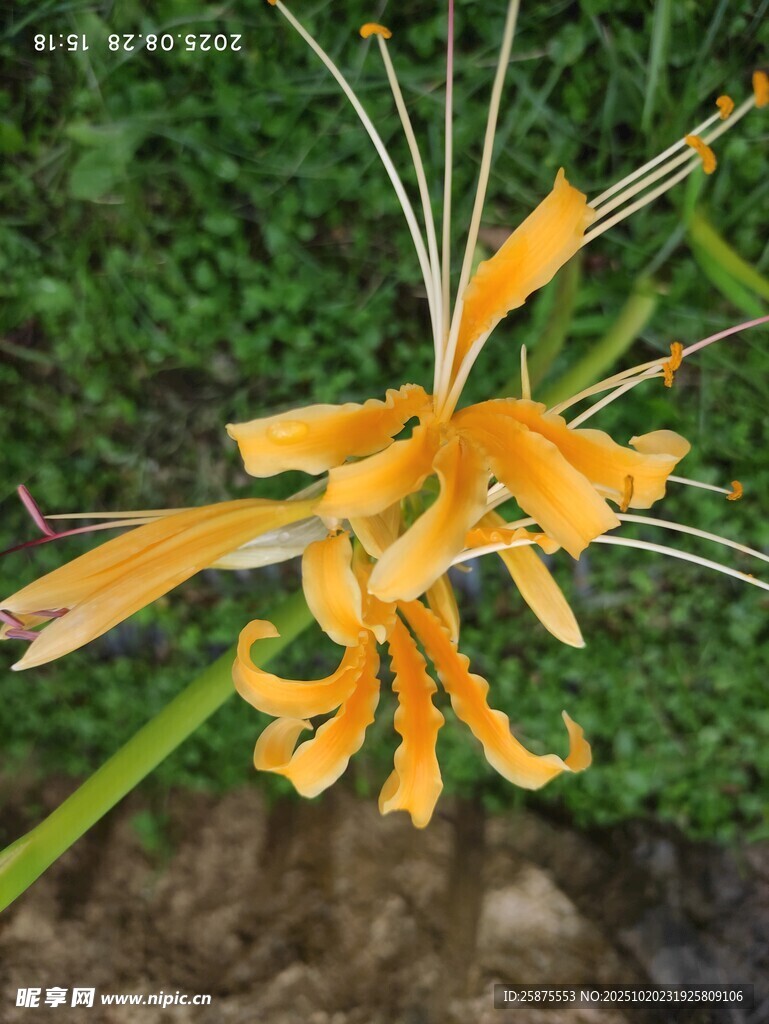 黄色优雅绽放的美丽花朵