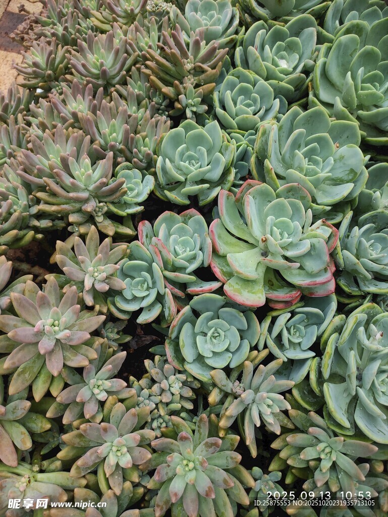 多肉植物群生景观