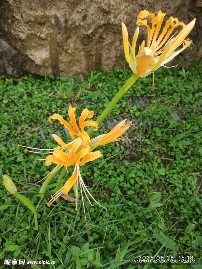 两朵绽放的黄色美丽花卉