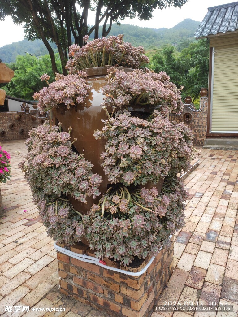 庭院中别致的多肉植物景观