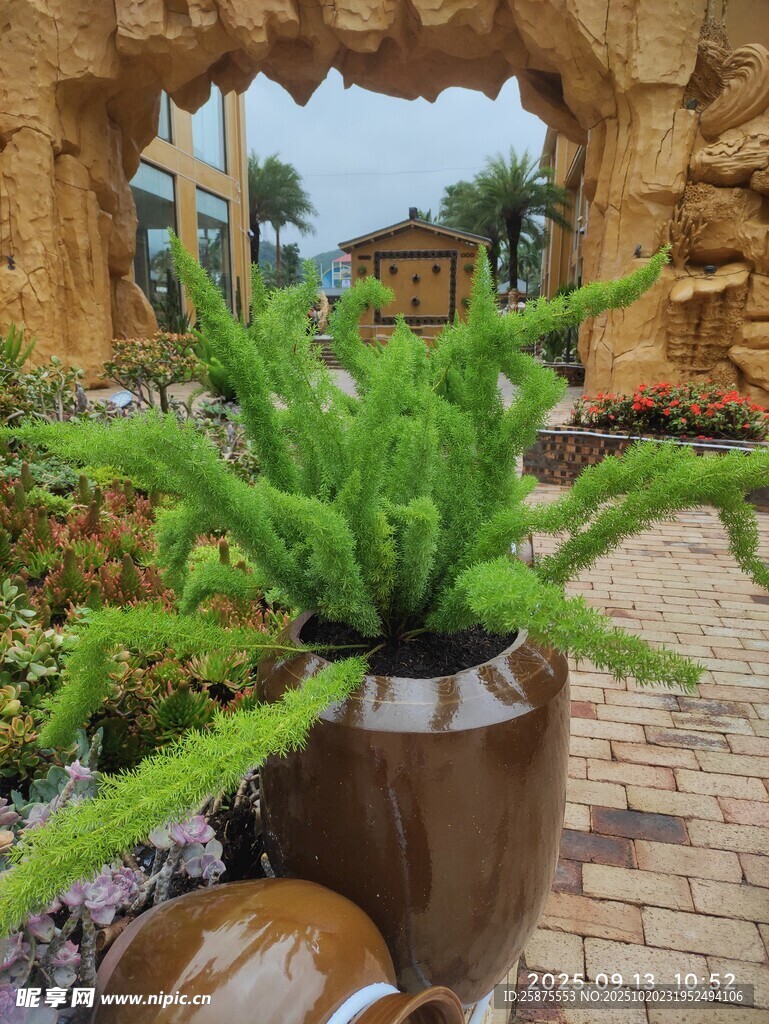 庭院中别致的蕨类植物盆栽