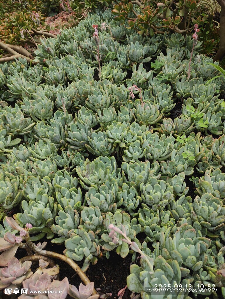 多肉植物群生景观