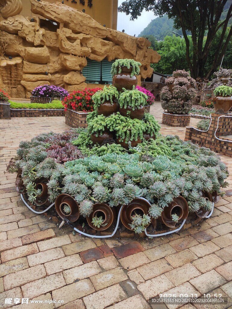 庭院中的精美多肉植物景观