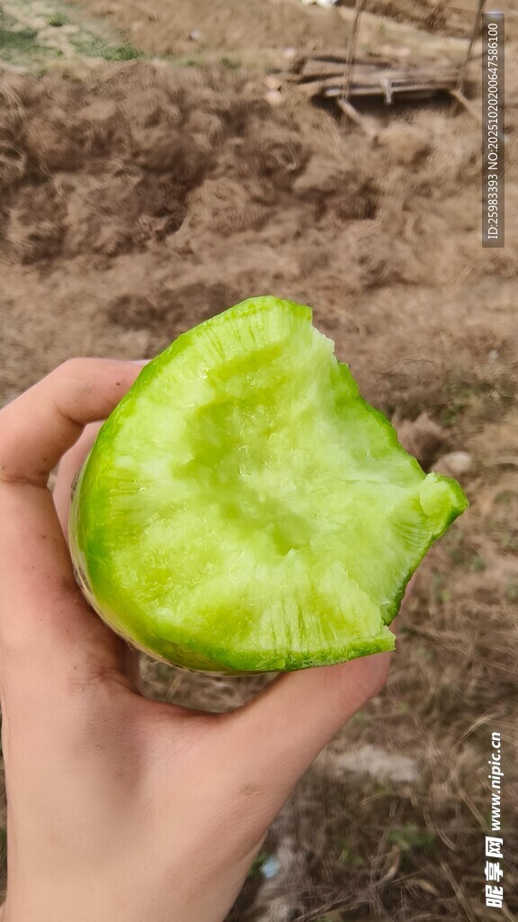萝卜