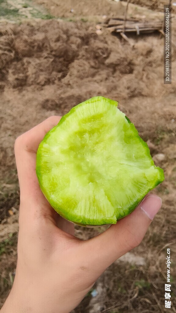 萝卜