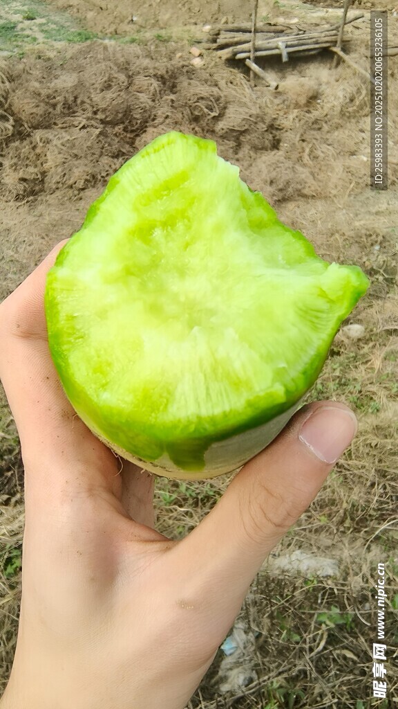 萝卜