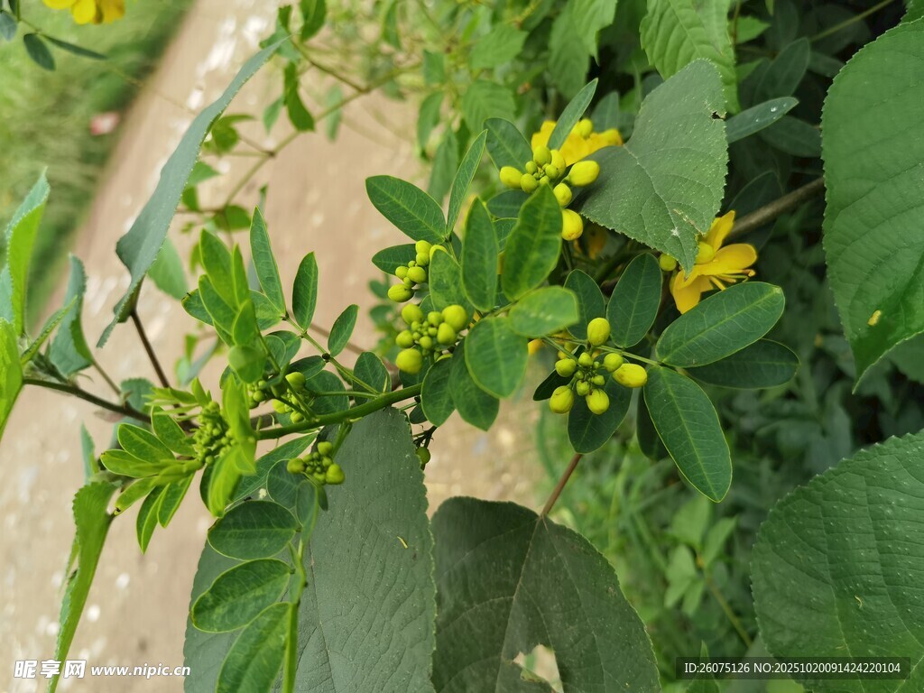 绿叶间的黄色小花植株