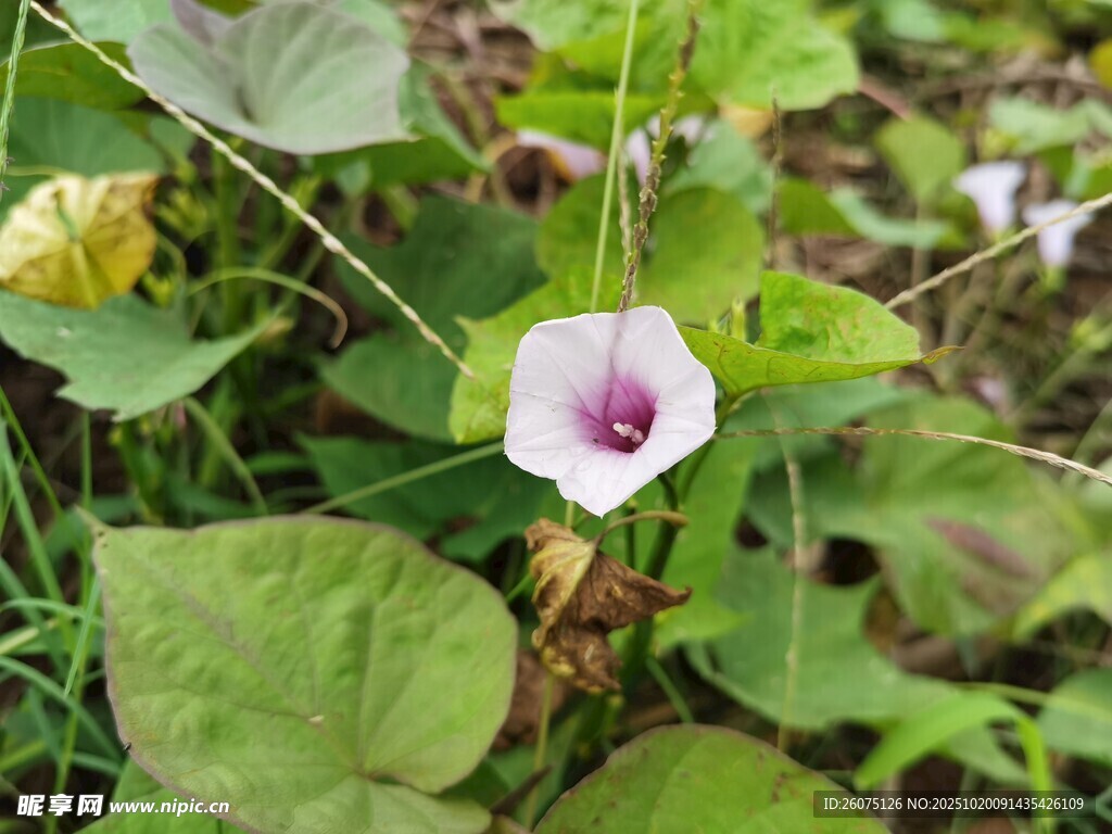 田野中的粉色牵牛花