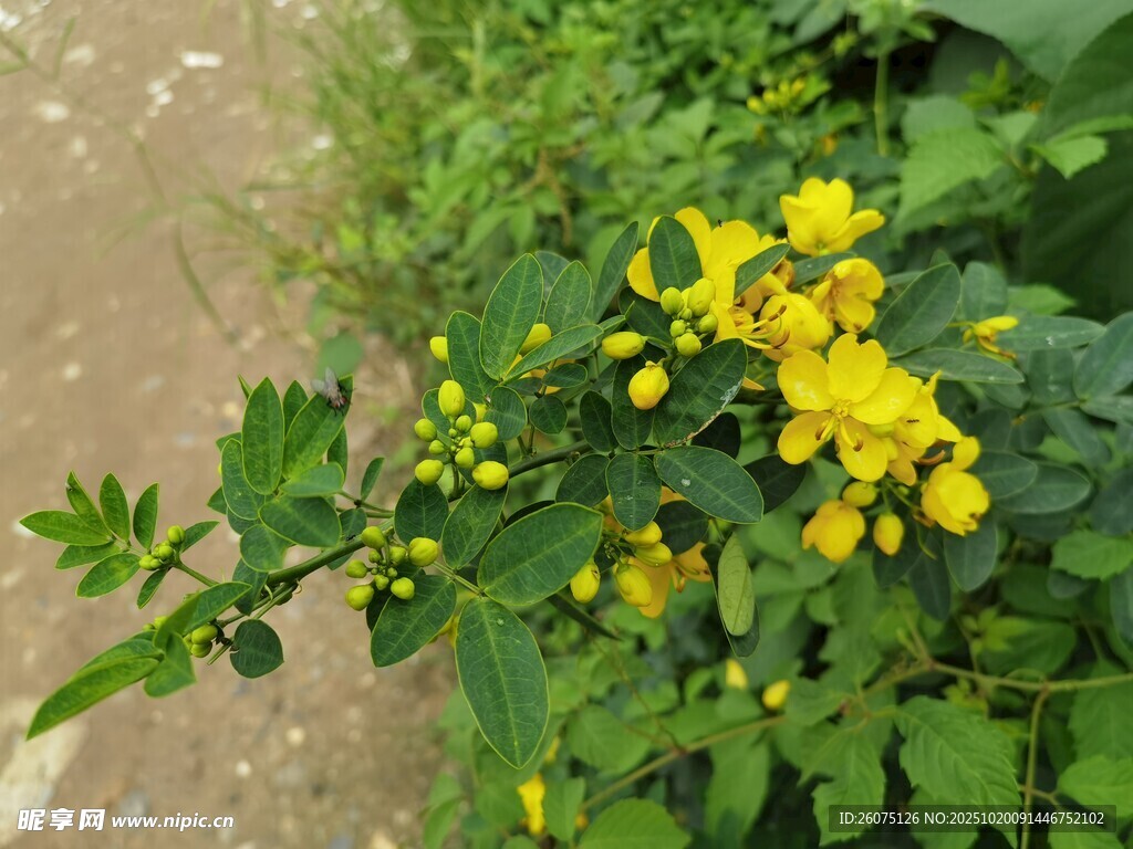 路边绽放的黄色小花